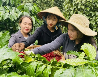 Giá nông sản ngày 19/5/2025: Cà phê và hồ tiêu ổn định ở mức cao