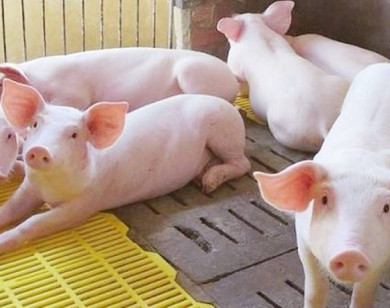 Giá heo hơi ngày 19/5/2025: Đi ngang trên cả nước