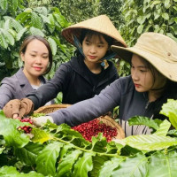 Giá nông sản ngày 19/5/2025: Cà phê và hồ tiêu ổn định ở mức cao