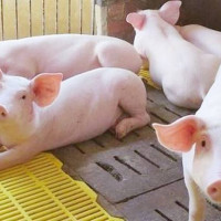 Giá heo hơi ngày 19/5/2025: Đi ngang trên cả nước