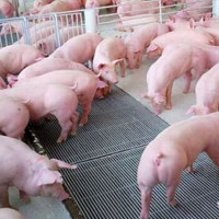 Giá heo hơi ngày 20/5/2025: Giảm nhẹ tại một số tỉnh miền Trung