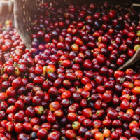 Giá nông sản ngày 21/5/2025: Cà phê bật tăng mạnh, hồ tiêu tiếp tục ổn định