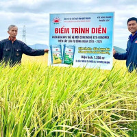 Hiệu quả vượt mong đợi từ phân NPK Mặt Trời Mới công nghệ Eco-Nanomix trên cây lúa tại Duyên hải Nam Trung Bộ