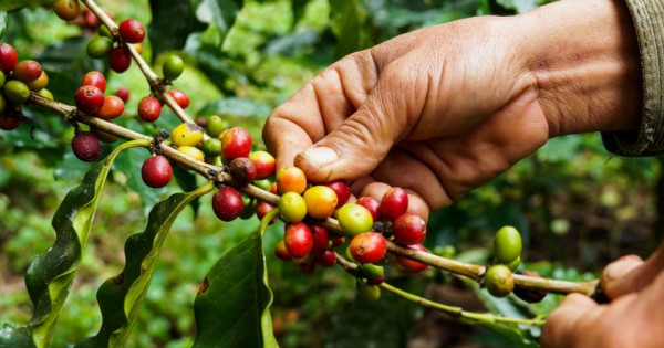 Giá nông sản ngày 22/5/2025: Cà phê lao dốc, hồ tiêu tiếp tục ổn định ở mức cao