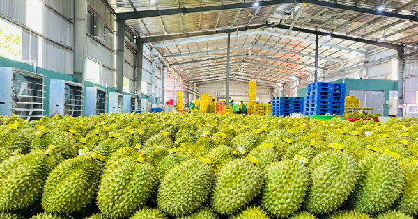 Sầu riêng Việt có thêm "giấy thông hành" vào thị trường Trung Quốc