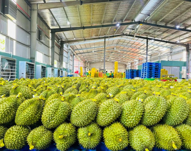 Sầu riêng Việt có thêm "giấy thông hành" vào thị trường Trung Quốc