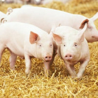 Giá heo hơi ngày 22/5/2025: Ổn định trên cả nước, thị trường chờ 