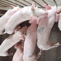 Giá heo hơi ngày 23/5/2025: Tiếp tục ổn định, duy trì mặt bằng giá cao ở miền Nam