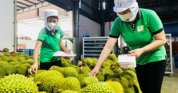 Kiểm soát chặt chẽ diện tích trồng mới, ưu tiên thủ tục thông quan cho trái sầu riêng