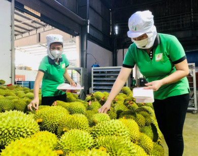 Kiểm soát chặt chẽ diện tích trồng mới, ưu tiên thủ tục thông quan cho trái sầu riêng