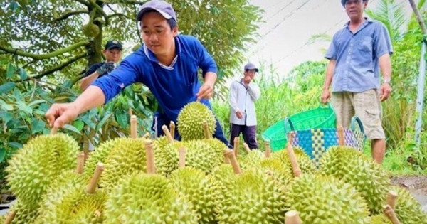Giữ thị trường xuất khẩu cho “vua trái cây”