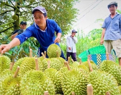 Giữ thị trường xuất khẩu cho “vua trái cây”