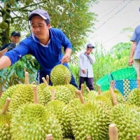 Giữ thị trường xuất khẩu cho “vua trái cây”