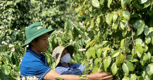 Giá nông sản ngày 26/5/2025: Cà phê và hồ tiêu ổn định ở mức cao