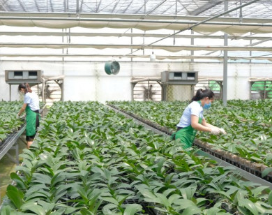 Nghị quyết 68 của Bộ Chính trị: để doanh nghiệp trẻ “không thua trên sân nhà”