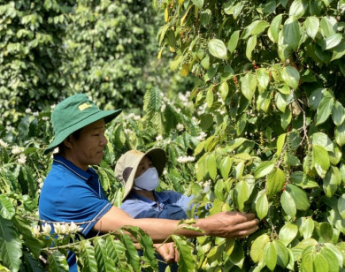 Giá nông sản ngày 26/5/2025: Cà phê và hồ tiêu ổn định ở mức cao