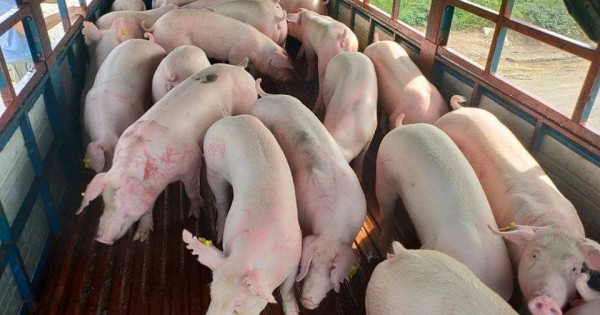 Giá heo hơi ngày 27/5/2025: Tăng mạnh tại cả ba miền, miền Nam lập đỉnh mới