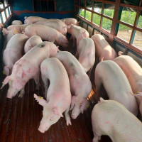 Giá heo hơi ngày 27/5/2025: Tăng mạnh tại cả ba miền, miền Nam lập đỉnh mới