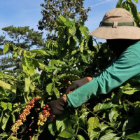 Giá nông sản ngày 27/5/2025: Cà phê cùng hồ tiêu neo ở mức cao