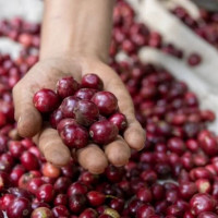 Giá nông sản ngày 28/5/2025: Cà phê và hồ tiêu bật tăng trở lại