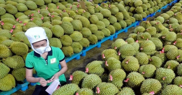 Xây dựng thương hiệu quốc gia cho sầu riêng Việt Nam