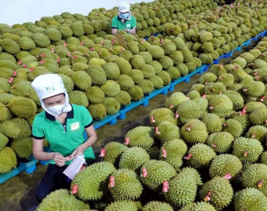 Xây dựng thương hiệu quốc gia cho sầu riêng Việt Nam