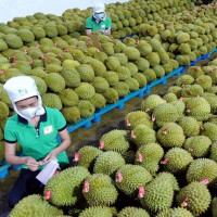 Xây dựng thương hiệu quốc gia cho sầu riêng Việt Nam