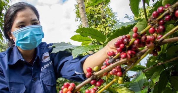 Giá nông sản ngày 30/5/2025: Cà phê và hồ tiêu cùng giảm mạnh