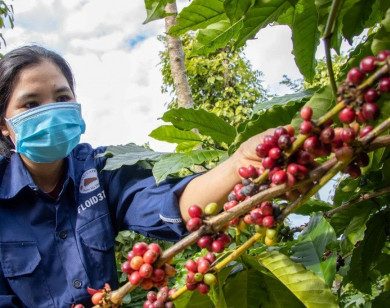 Giá nông sản ngày 30/5/2025: Cà phê và hồ tiêu cùng giảm mạnh