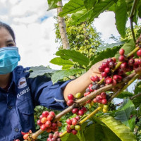 Giá nông sản ngày 30/5/2025: Cà phê và hồ tiêu cùng giảm mạnh
