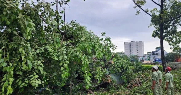 TP Hồ Chí Minh: Cây to bật gốc, đổ ngã làm một người bị thương