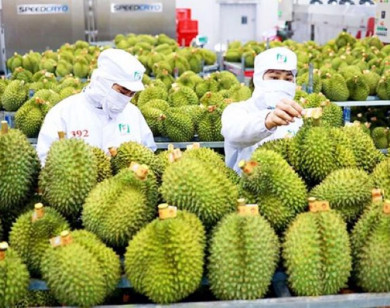 Thủ tướng yêu cầu khắc phục tình trạng '"ược mùa mất giá", nâng cao thu nhập cho người nông dân