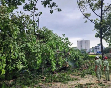 TP Hồ Chí Minh: Cây to bật gốc, đổ ngã làm một người bị thương