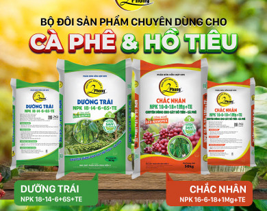 Bộ đôi Dưỡng trái – Chắc nhân: Giải pháp dinh dưỡng đột phá cho cây cà phê, hồ tiêu