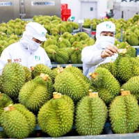 Thủ tướng yêu cầu khắc phục tình trạng '"ược mùa mất giá", nâng cao thu nhập cho người nông dân