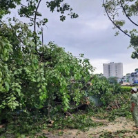 TP Hồ Chí Minh: Cây to bật gốc, đổ ngã làm một người bị thương