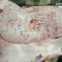 Vụ C.P Việt Nam bị tố bán heo bệnh: Truy đường đi của heo bệnh trên ảnh chụp năm 2022