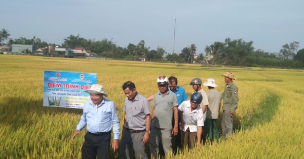 Phân bón NPK Mặt Trời Mới công nghệ Eco-Nanomix: Giải pháp hiệu quả cho sản xuất lúa bền vững tại tỉnh Quảng Ngãi