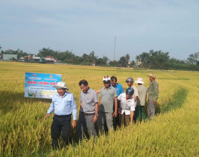 Phân bón NPK Mặt Trời Mới công nghệ Eco-Nanomix: Giải pháp hiệu quả cho sản xuất lúa bền vững tại tỉnh Quảng Ngãi
