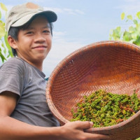Giá nông sản ngày 3/6/2025: Hồ tiêu tăng nhẹ trở lại, cà phê tiếp tục đi ngang