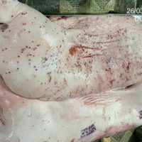 Vụ C.P Việt Nam bị tố bán heo bệnh: Sẽ đề nghị Bộ Công an vào cuộc điều tra