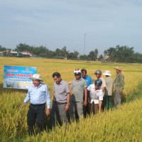 Phân bón NPK Mặt Trời Mới công nghệ Eco-Nanomix: Giải pháp hiệu quả cho sản xuất lúa bền vững tại tỉnh Quảng Ngãi
