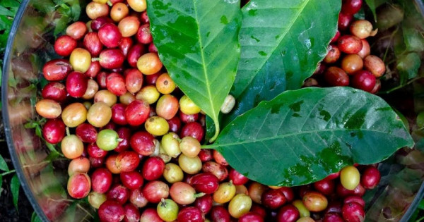 Giá nông sản ngày 4/6/2025: Cà phê và hồ tiêu đảo chiều giảm