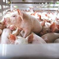 Nhóm cổ phiếu chăn nuôi heo tăng mạnh sau lùm xùm liên quan đến C.P Việt Nam