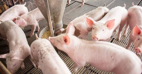 Giá heo hơi ngày 6/6/2025: Tiếp tục ổn định trên cả ba miền