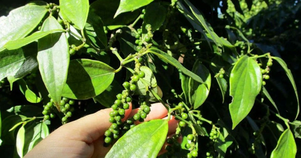 Giá nông sản ngày 6/6/2025: Cà phê tăng nhẹ, hồ tiêu bất ngờ giảm mạnh