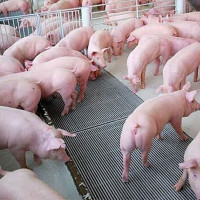Giá heo hơi ngày 7/6/2025: Ổn định trên cả nước