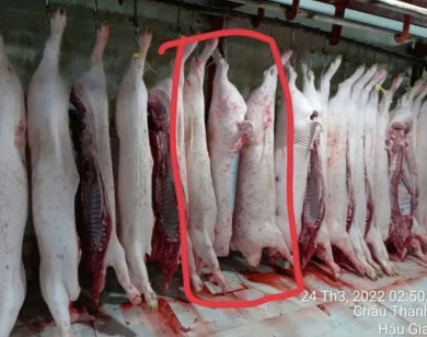 Vụ C.P Việt Nam bị tố bán heo bệnh: Bộ công an vào cuộc