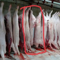 Vụ C.P Việt Nam bị tố bán heo bệnh: Bộ công an vào cuộc