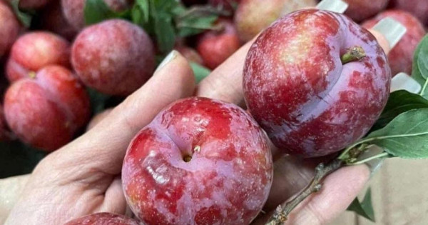 6 nhóm người người "đại kỵ" với  quả mận